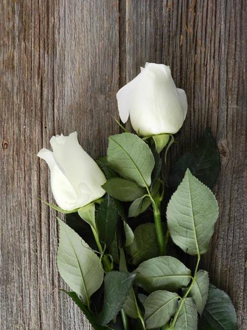 PROUD  WHITE ROSES